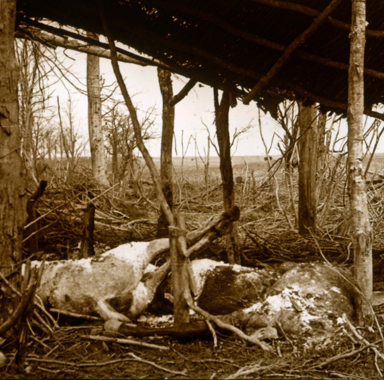 Kuolleet hevoset, Verdun, Pohjois-Ranska, c1914-c1918 tekijältä Unbekannt