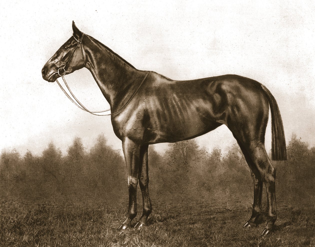 Demure, 1911. tekijältä Unbekannt