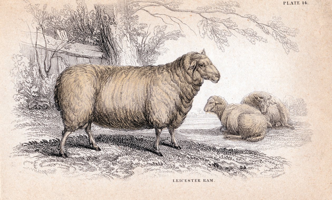 Dishley New Leicester Ram, c1840 finlandès tekijältä Unbekannt