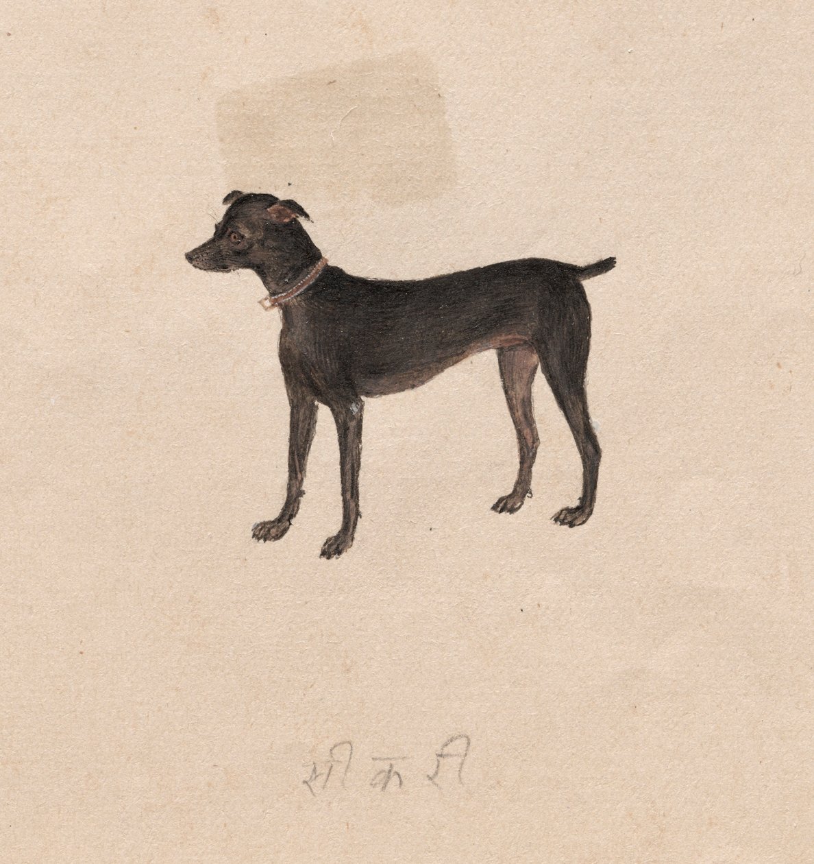Koira, 1800-luku. tekijältä Unbekannt