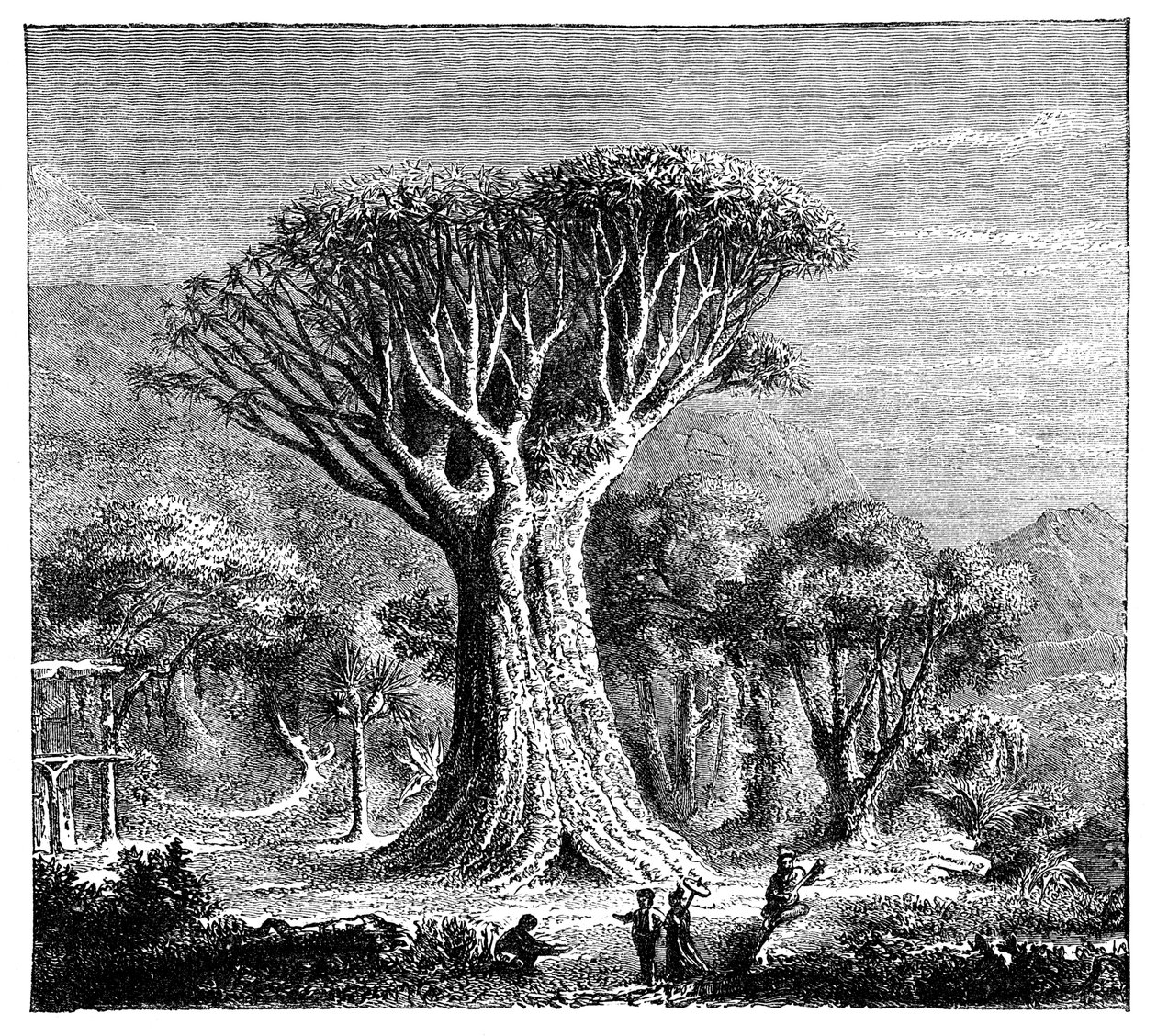 Dracona of Icod, Teneriffa, Espanja, 1900-luku tekijältä Unbekannt