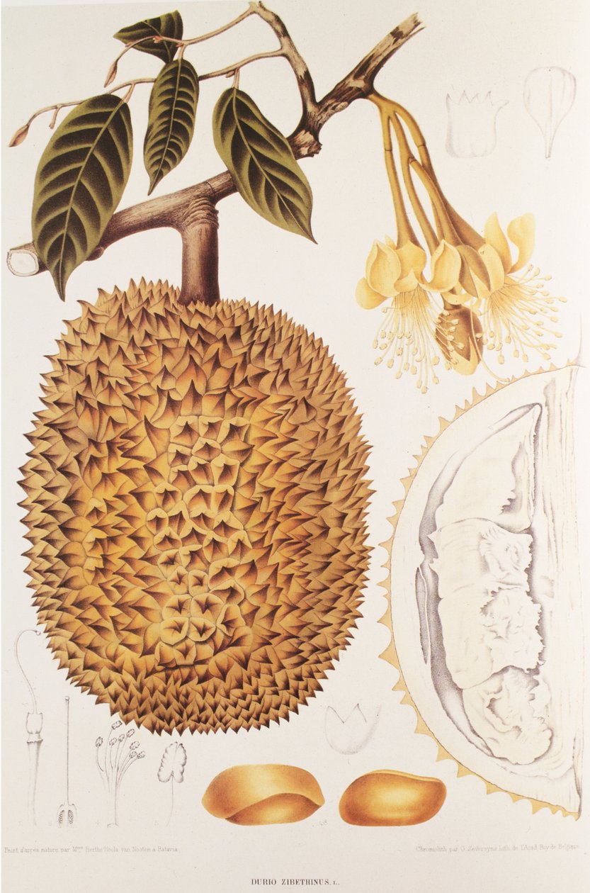 Durio zibethinus/Durian/durion tekijältä Unbekannt