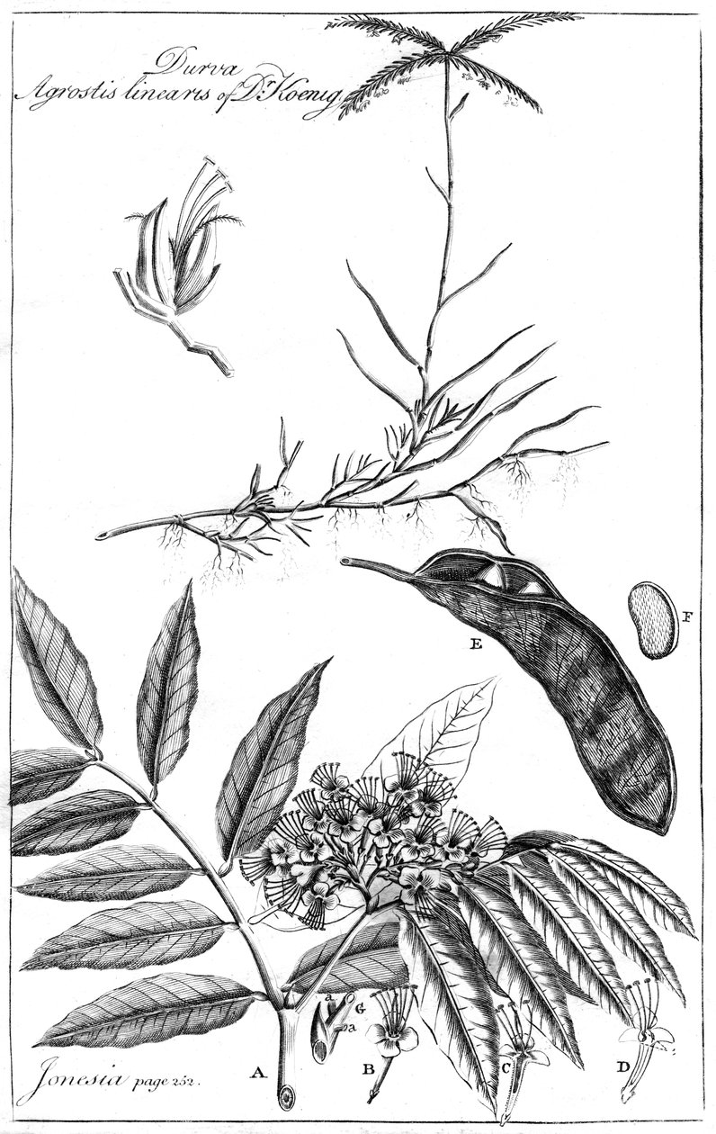 Dr Koenigin Durva Agrostis Linearis, 1799 tekijältä Unbekannt