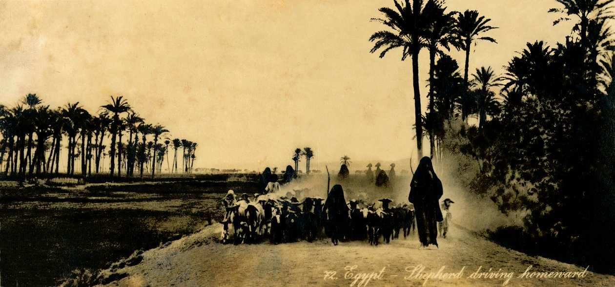 Egypti - Paimen ajaa kotiin, c1918-c1939. tekijältä Unbekannt