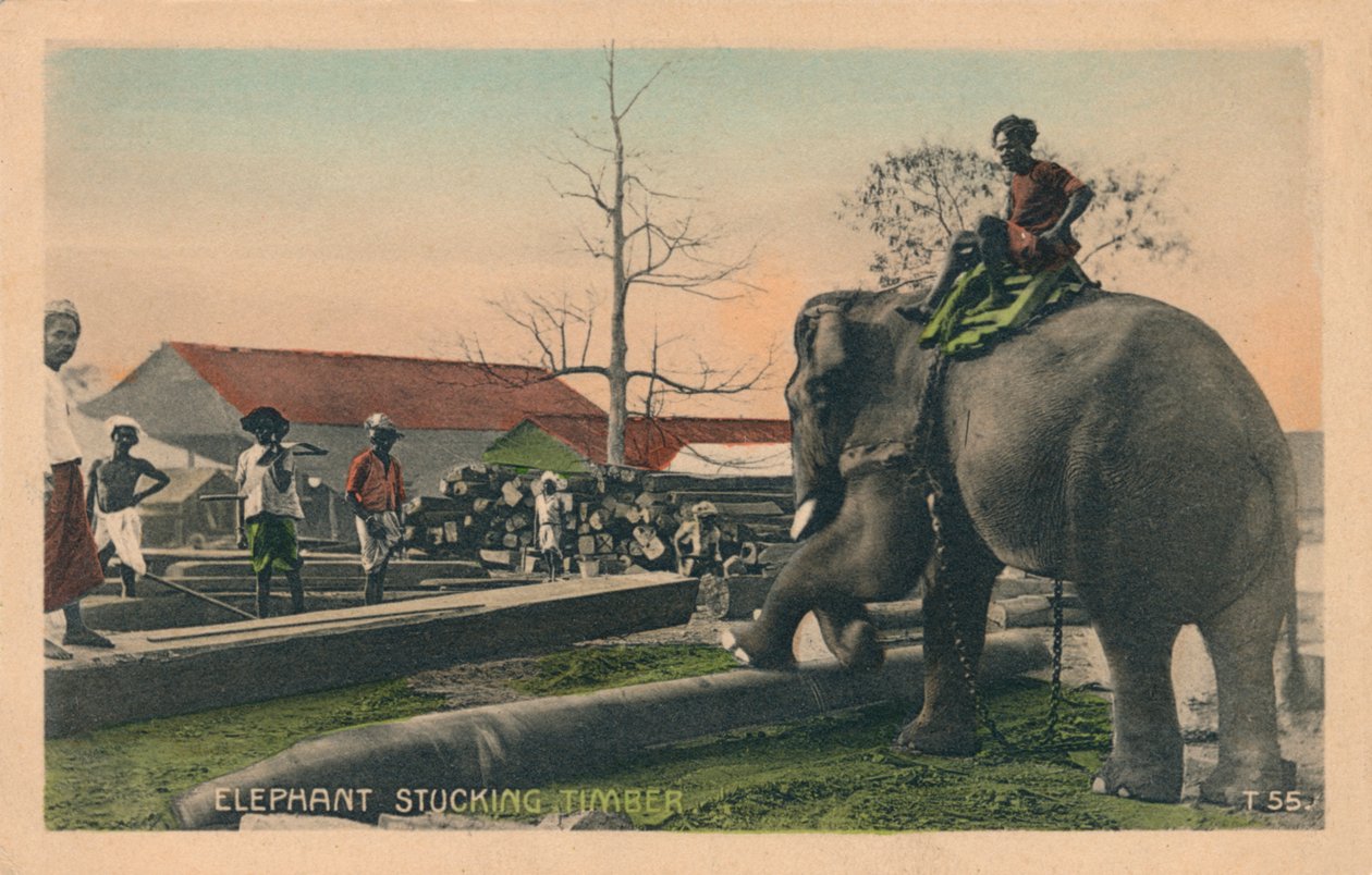 Elephant Stucking Timber, c1900 tekijältä Unbekannt