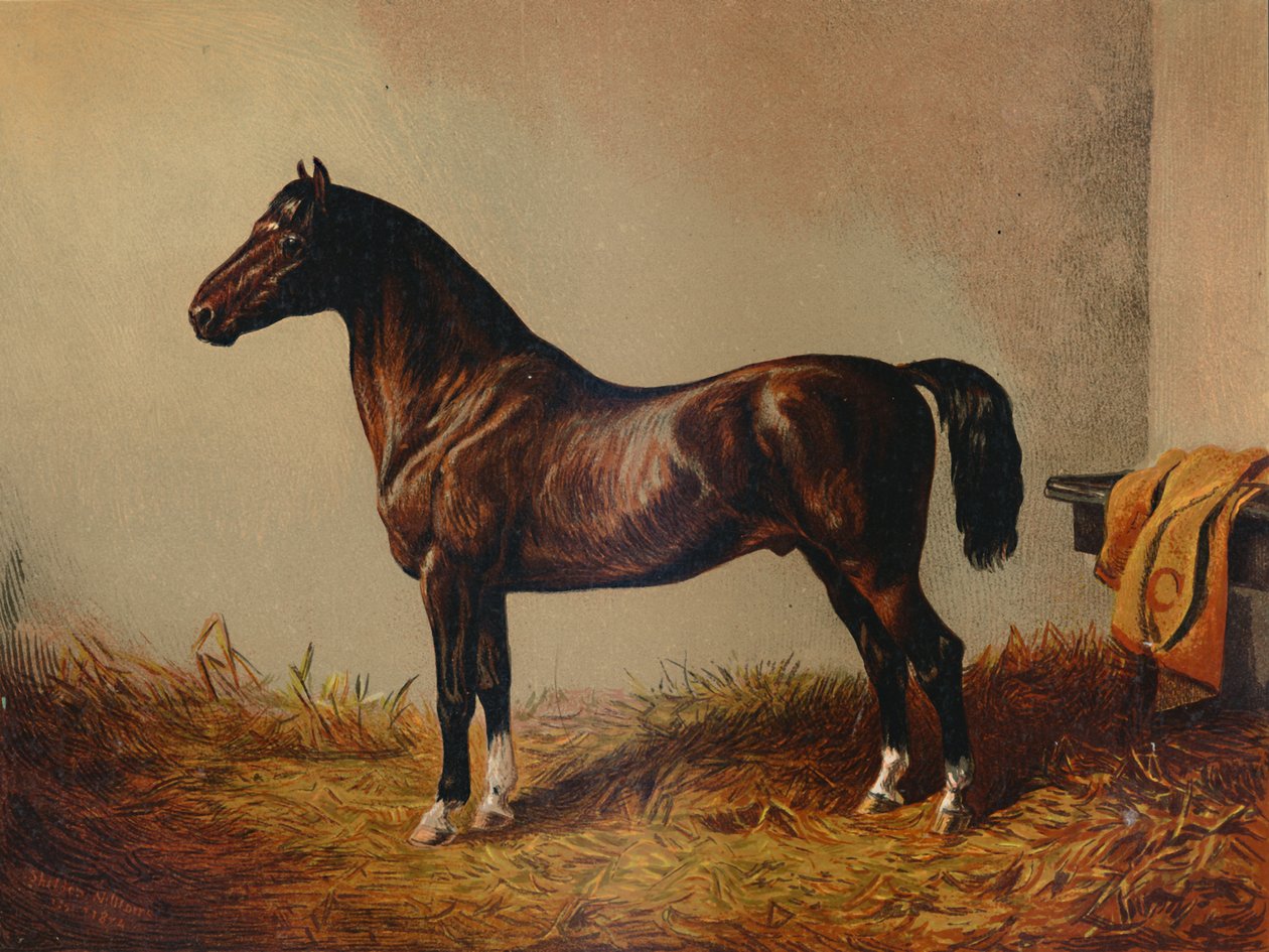 Koko Pony Hack Don Carlos, c1897. tekijältä Unbekannt