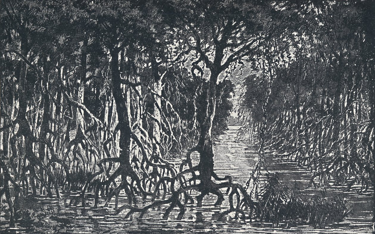 Päiväntasaajan Afrikan metsä, 1924 tekijältä Unbekannt