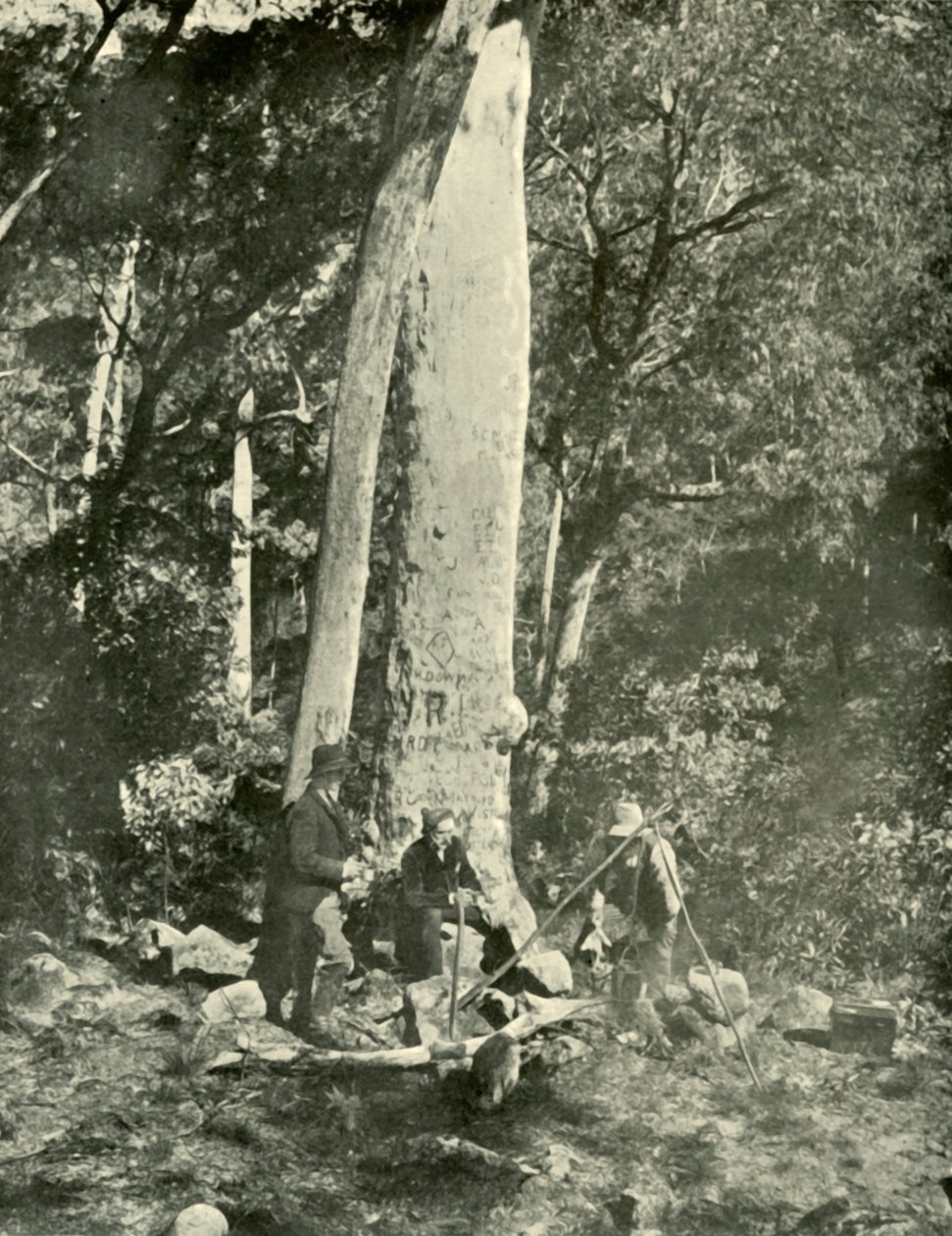 Eurobin Falls, Buffalo Mountains, 1901. tekijältä Unbekannt
