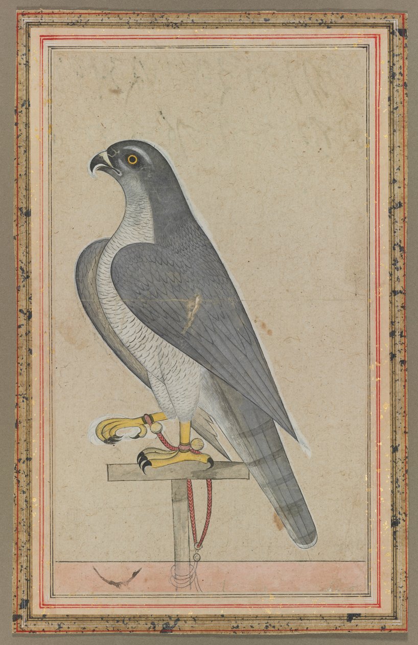 Falcon, c. 1770. tekijältä Unbekannt