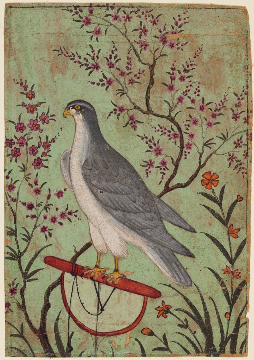Falcon on ahven, n. 1610. tekijältä Unbekannt