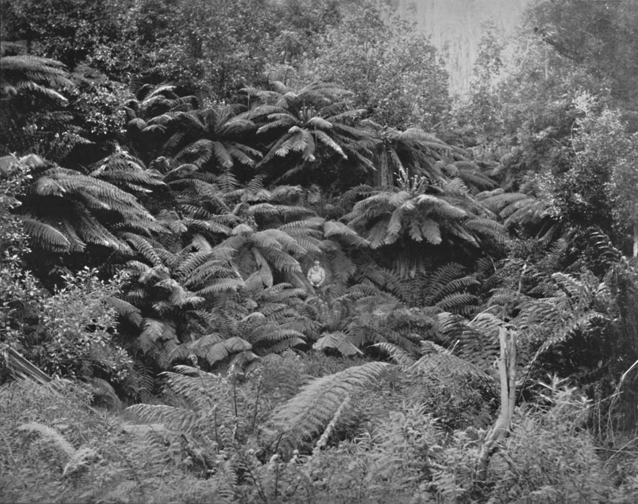 Fern-Tree Valley, Mount Wellingtonin alla, 1800-luku tekijältä Unbekannt