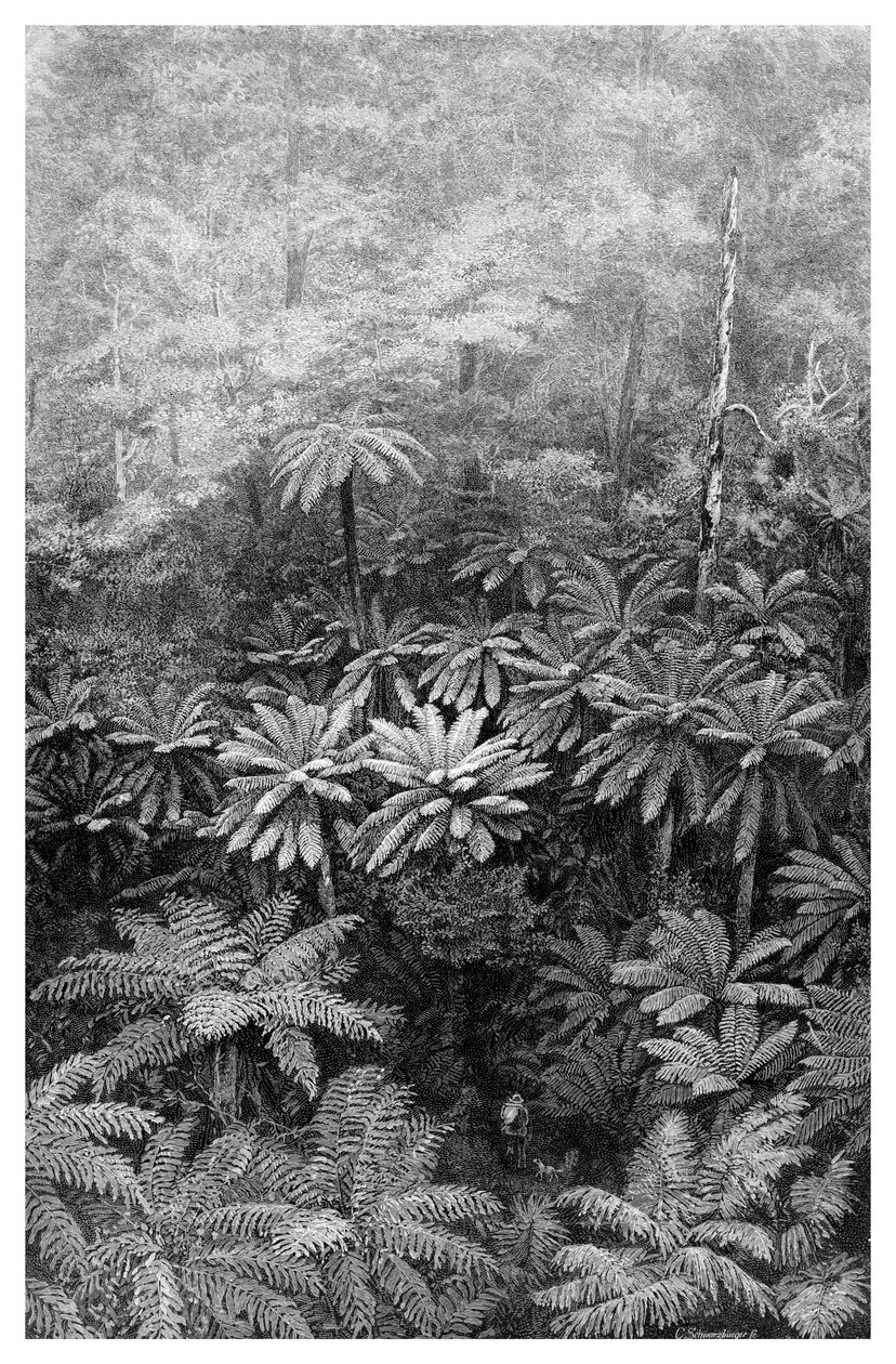 Fern Tree Gully, Australia, 1886 tekijältä Unbekannt