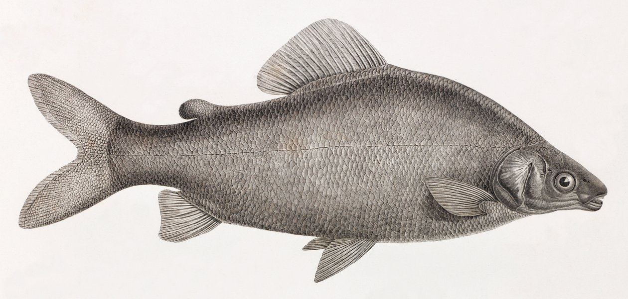 Kala: Le Characin Nefasch tekijältä Unbekannt