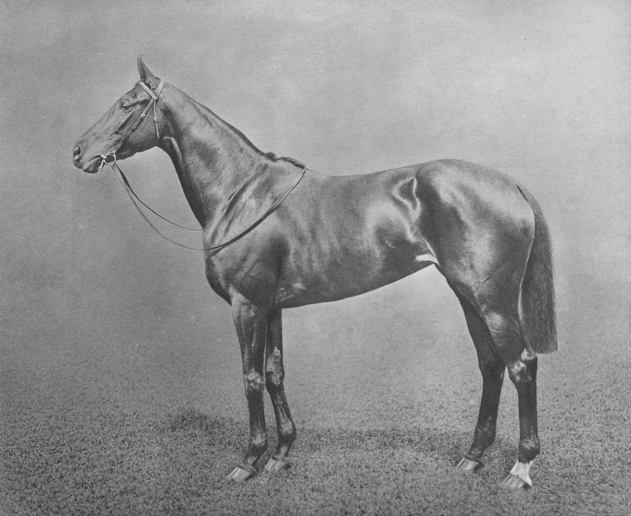 Flair, 1911 tekijältä Unbekannt