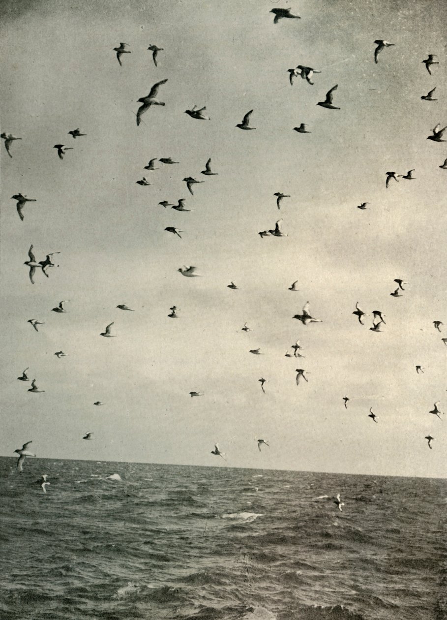 Flight of Antarktic Petrels, c1908, 1909. tekijältä Unbekannt