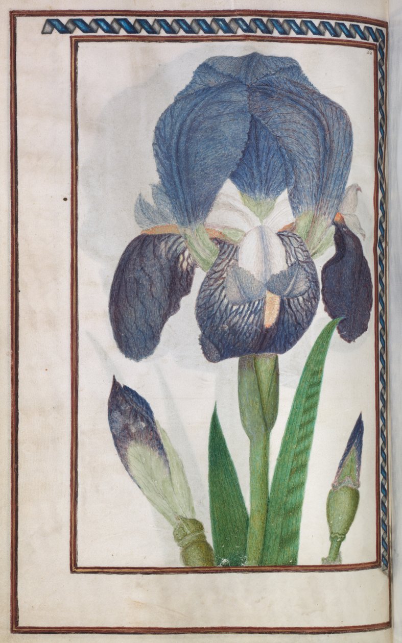 Florilegium, 1608. tekijältä Unbekannt