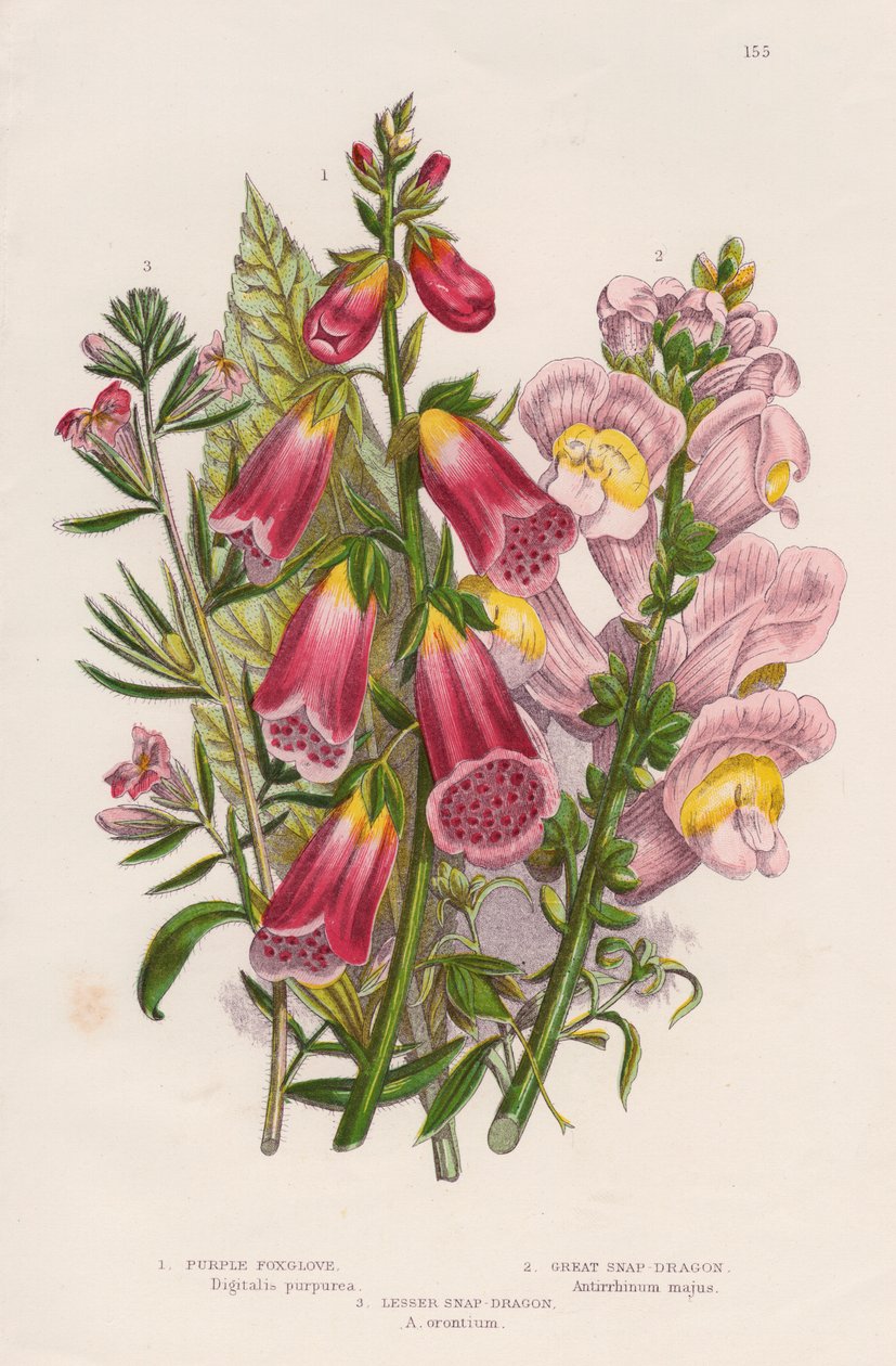 Foxglove Digitalis purpurea keskus, c1885. tekijältä Unbekannt