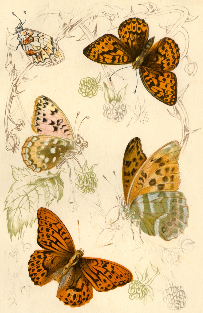 Fritillary-perhoset, 1800-luku. tekijältä Unbekannt