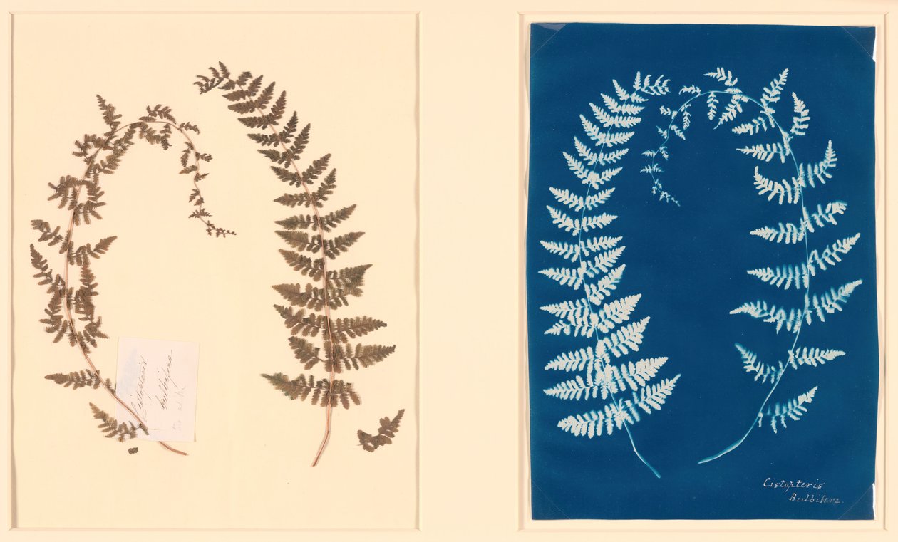Hatton Fern -albumista, n. 1850. tekijältä Unbekannt