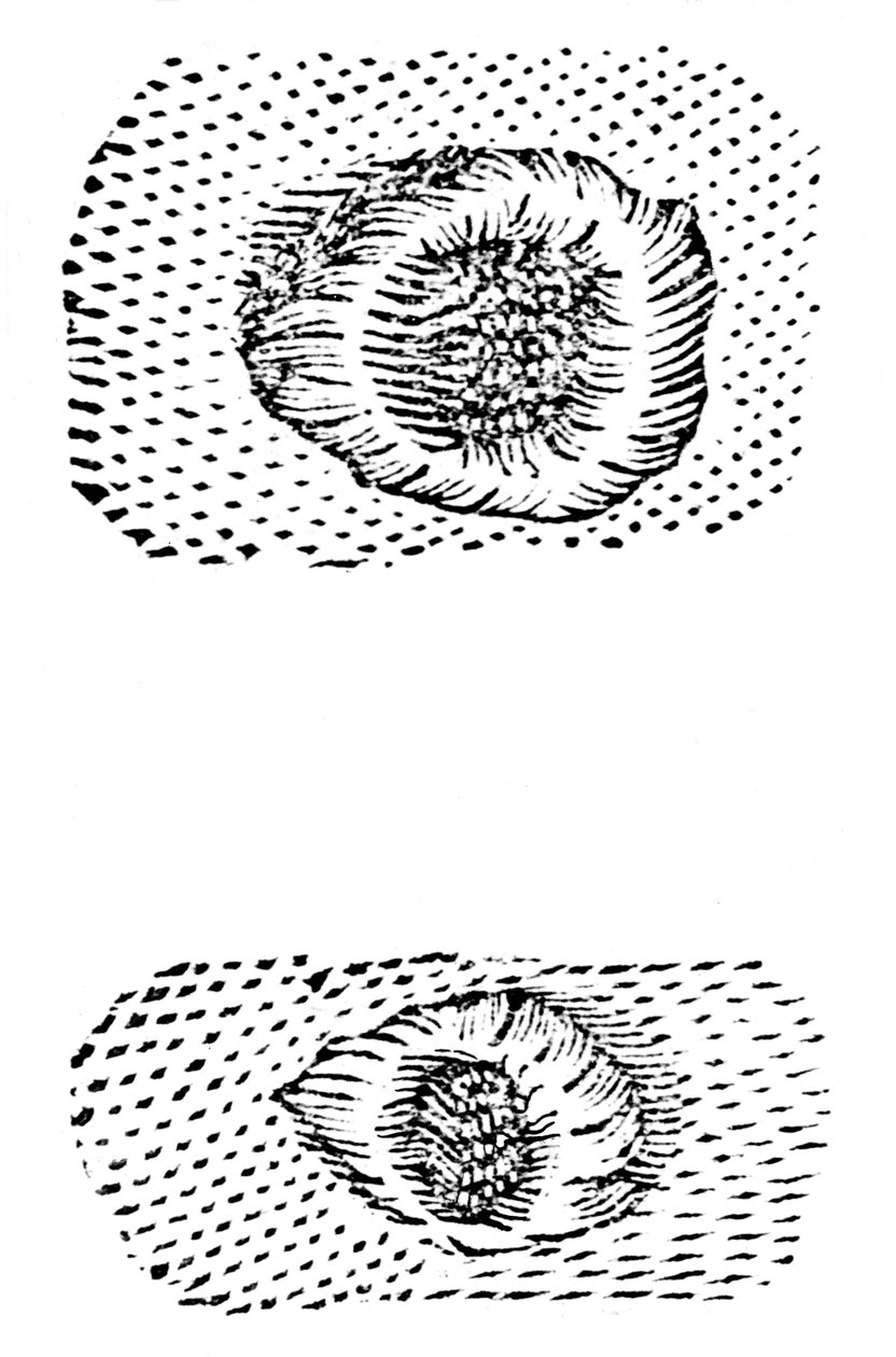 Galileoksen piirros kuun kraattereista, 1611, c1655 tekijältä Unbekannt