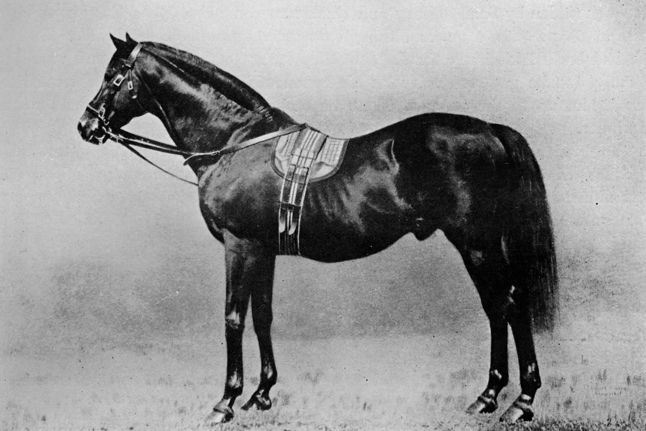 Galopin, 1872-1899, 1911 tekijältä Unbekannt