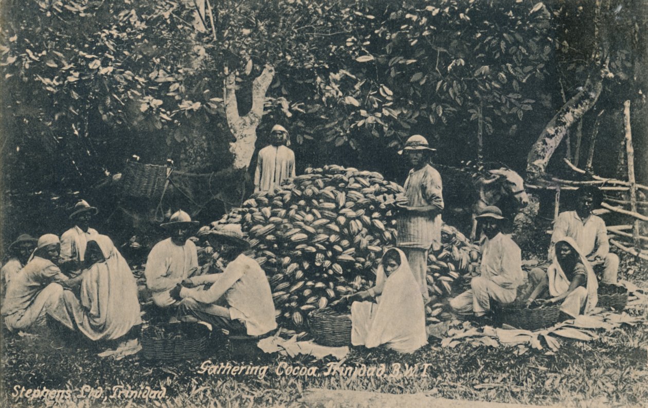 Gathering Cocoa, Trinidad, B.W.I., 1900-luvun alku. tekijältä Unbekannt