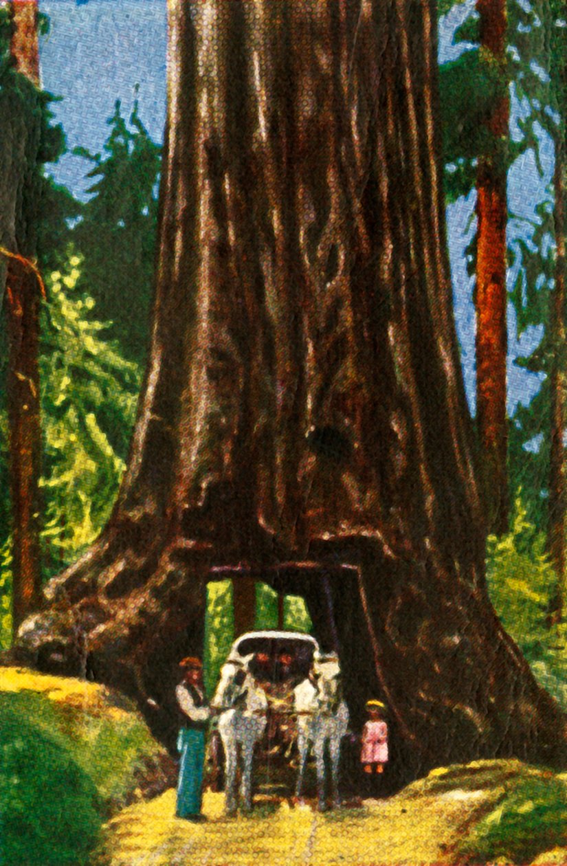Jättiläinen Redwood Kaliforniassa vuonna 1928. tekijältä Unbekannt