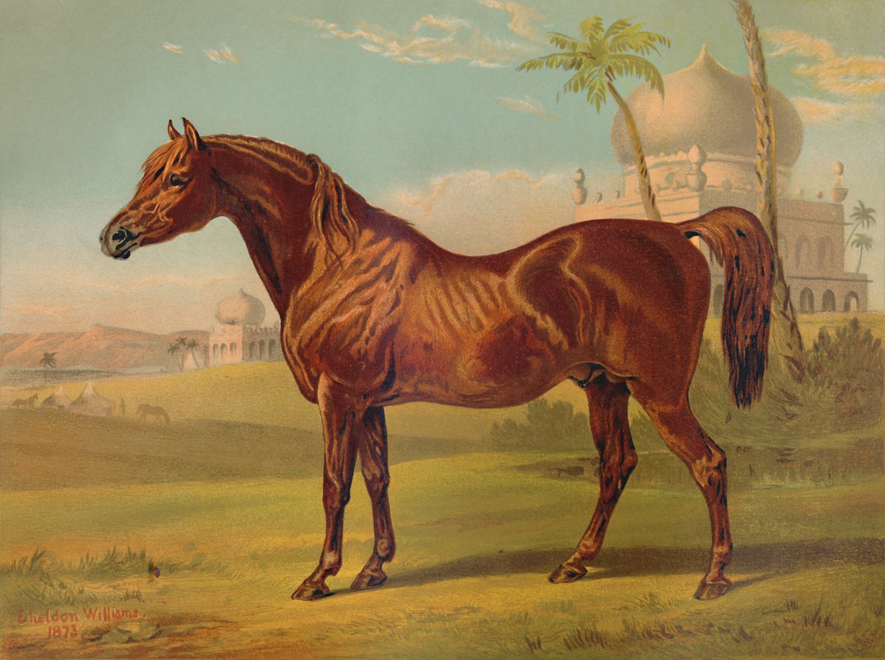 Goldie, korkealuokkainen arabi, c1879. tekijältä Unbekannt