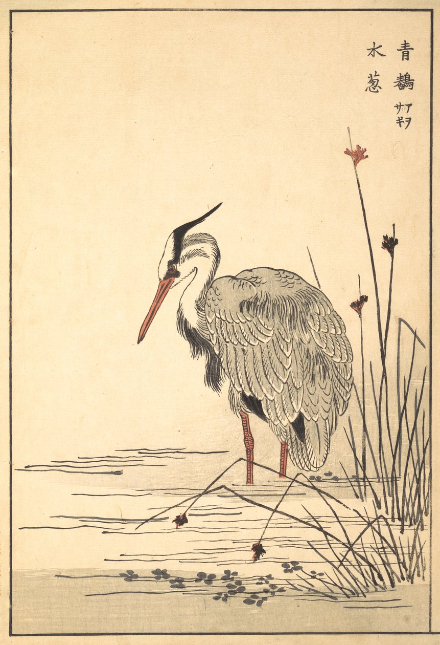 Harmaahaikara Aosagi ja Mizu-aoi-kasvi, 1857. tekijältä Unbekannt