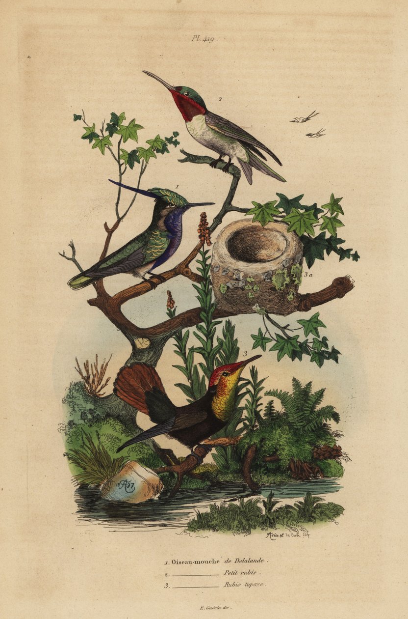 Vihreäkruunuinen kolibri, Stephanoxis lalandi, rubiinikurkkukolibri, Archilochus colubris ja rubiinitopaasikolibri ja pesä, Chrysolampis-hyttynen tekijältä Unbekannt