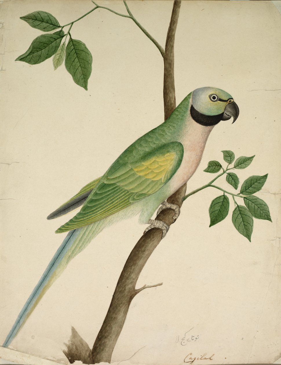 Vihreä papukaija, n. 1820. tekijältä Unbekannt