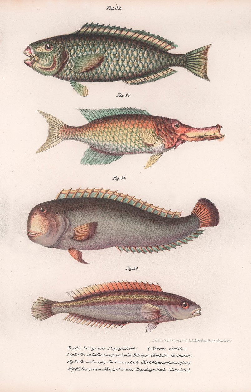 Vihreä papukaijakala. Intialainen pitkäsuu, Rasirnesser, Wrasse, noin 1850-luku tekijältä Unbekannt