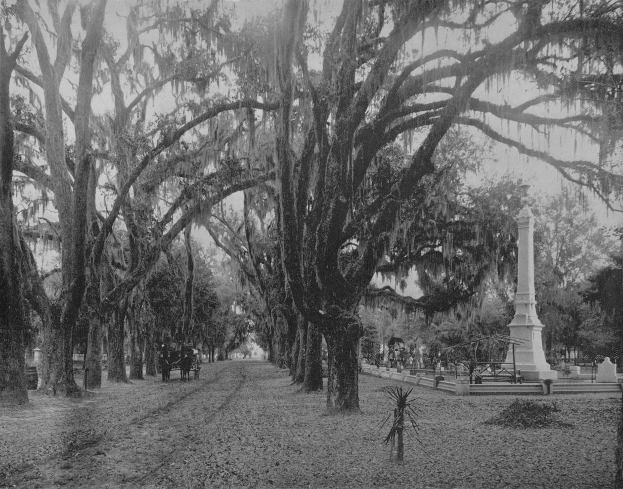 Hanging Moss on Live-Oak, Savannah, Georgia, 1897. tekijältä Unbekannt