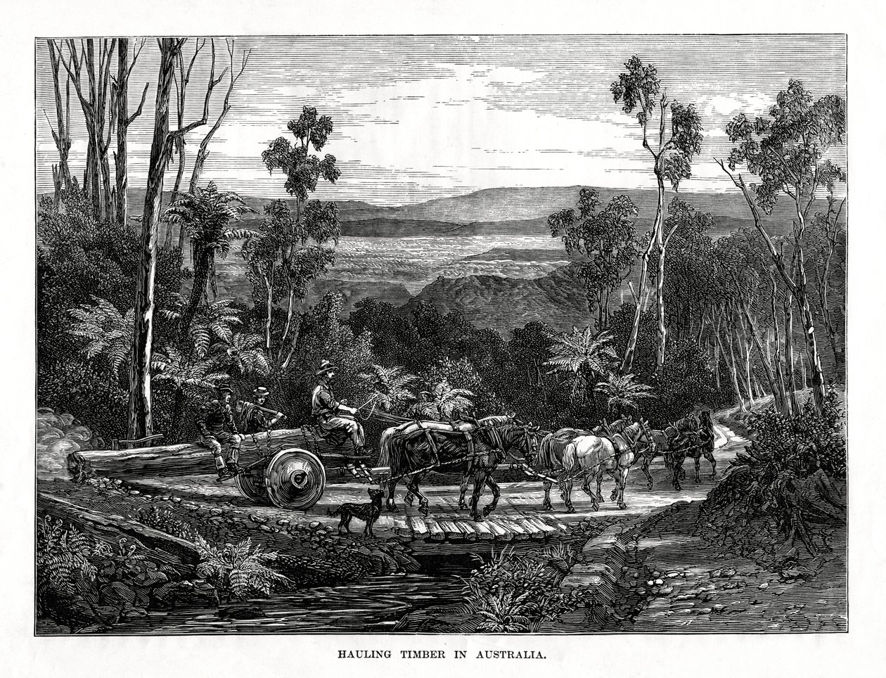 Puun kuljetus, Australia, 1877 tekijältä Unbekannt