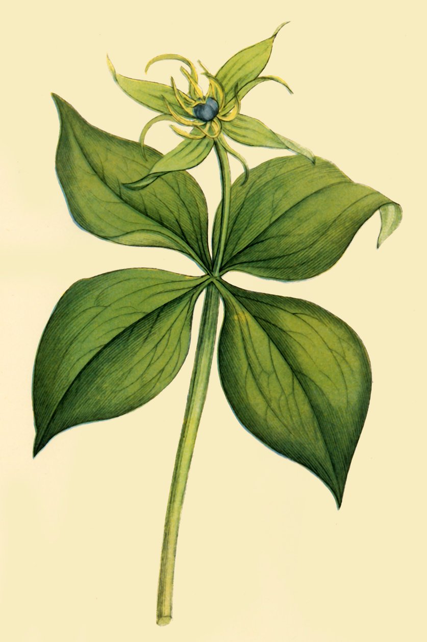 "Herb Paris", 1700-luvun loppu - 1800-luvun alku, 1944. tekijältä Unbekannt