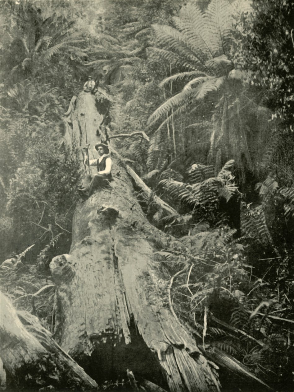 How Are The Mighty Fallen, 1901. tekijältä Unbekannt