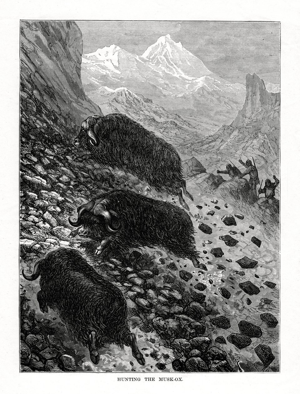 Myskihärän metsästys, 1877 tekijältä Unbekannt