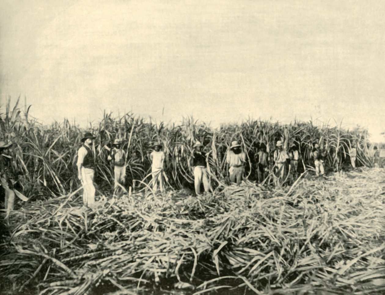 Queenslandin sokeriviljelmässä, 1901. tekijältä Unbekannt