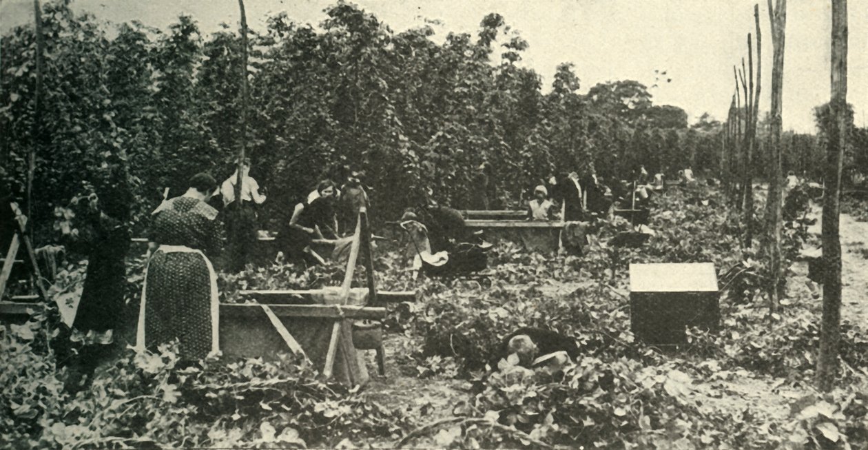 Kent Hops, 1948. tekijältä Unbekannt