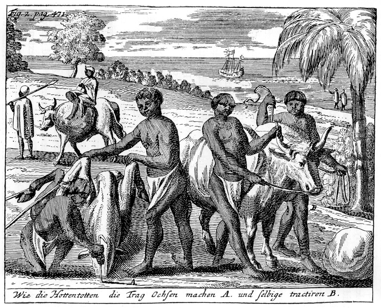 Khoikhois-härkiä murtamassa, Etelä-Afrikka, 1700-luku 1931 tekijältä Unbekannt