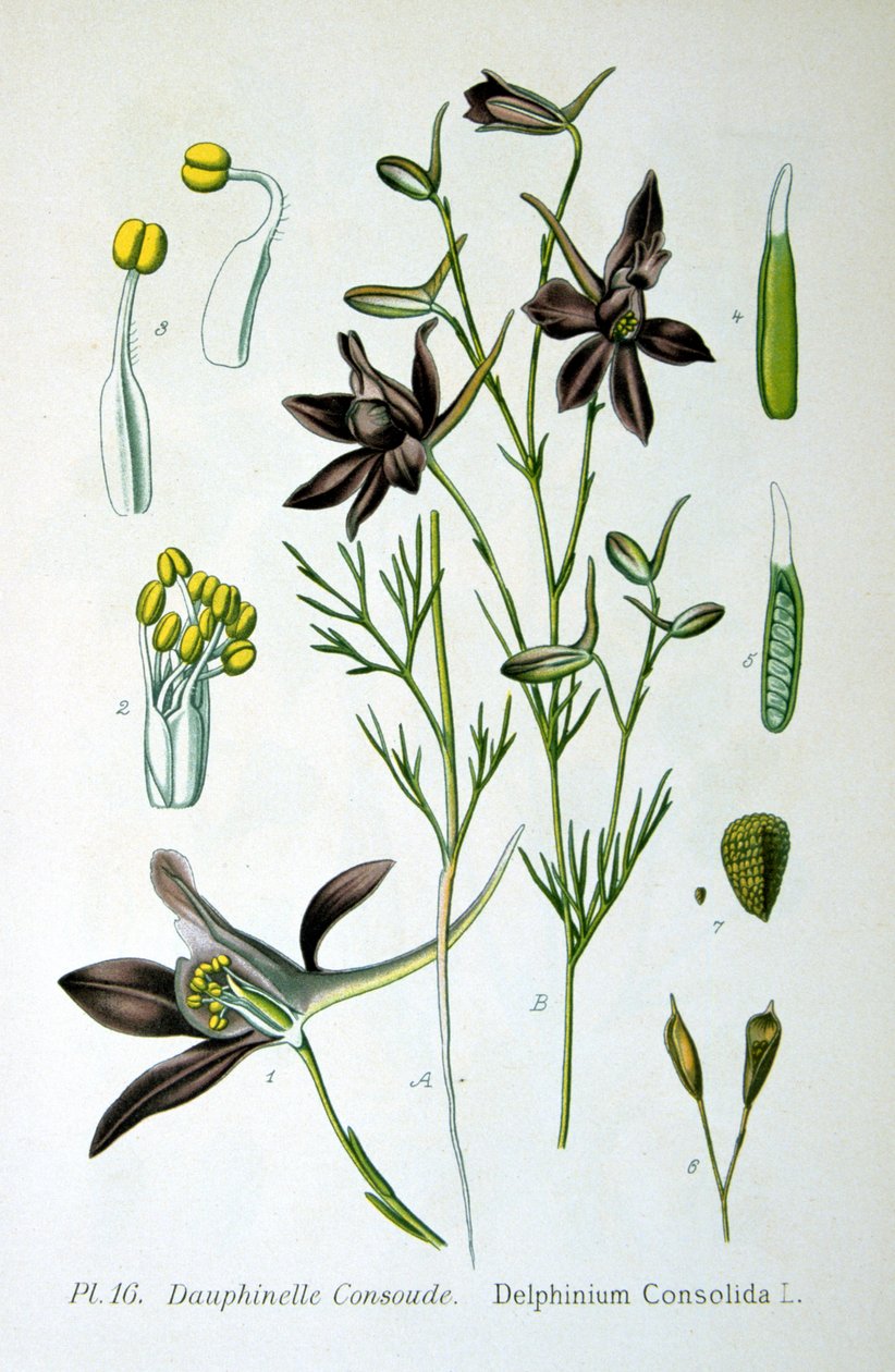 Larkspur, 1893 tekijältä Unbekannt