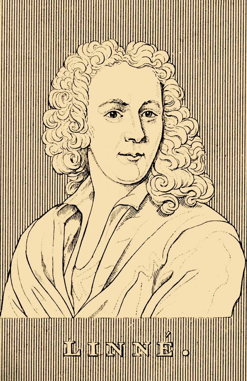 Linne, 1707-1778, 1830. tekijältä Unbekannt
