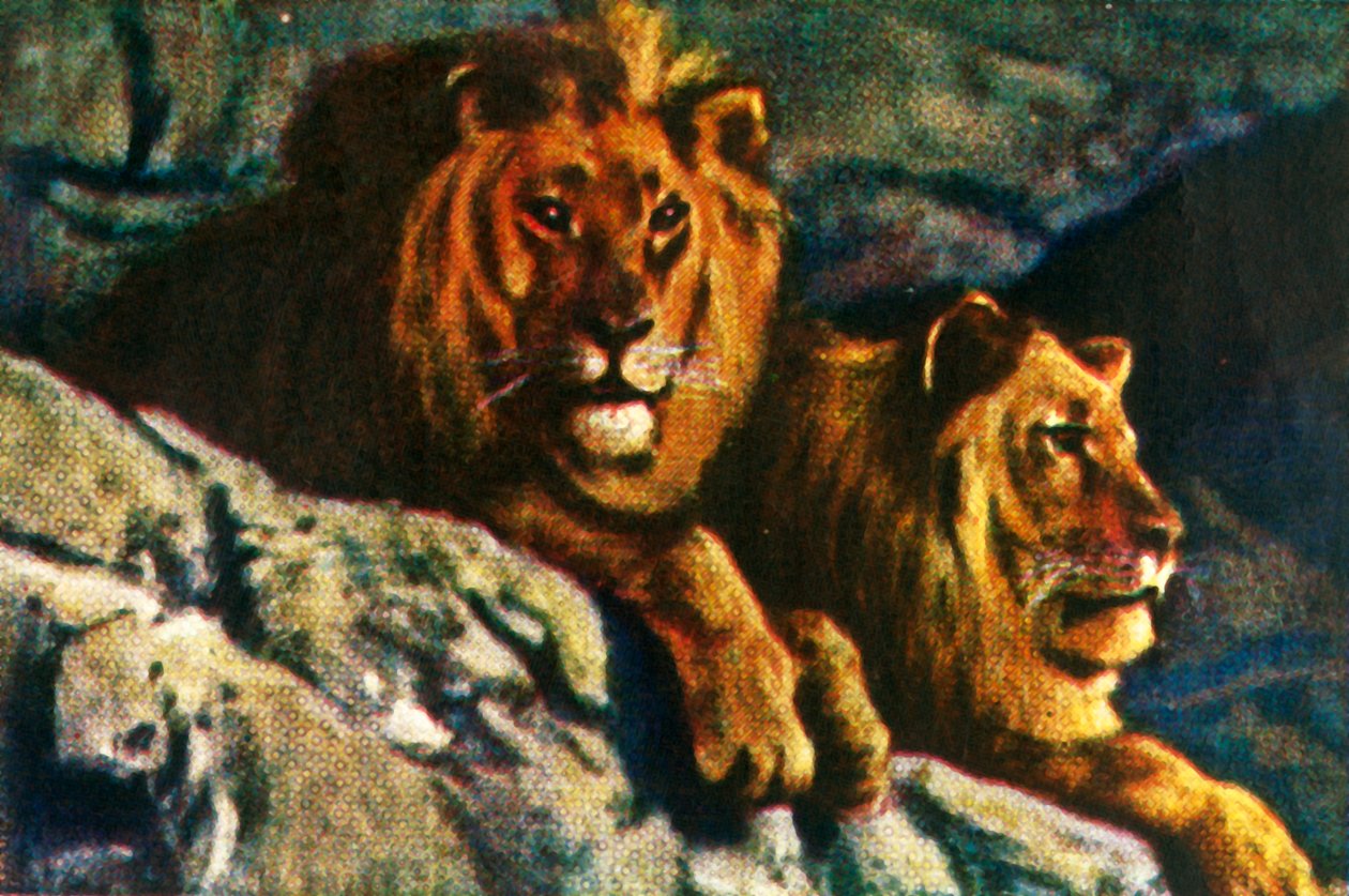 Lionit, 1928. tekijältä Unbekannt