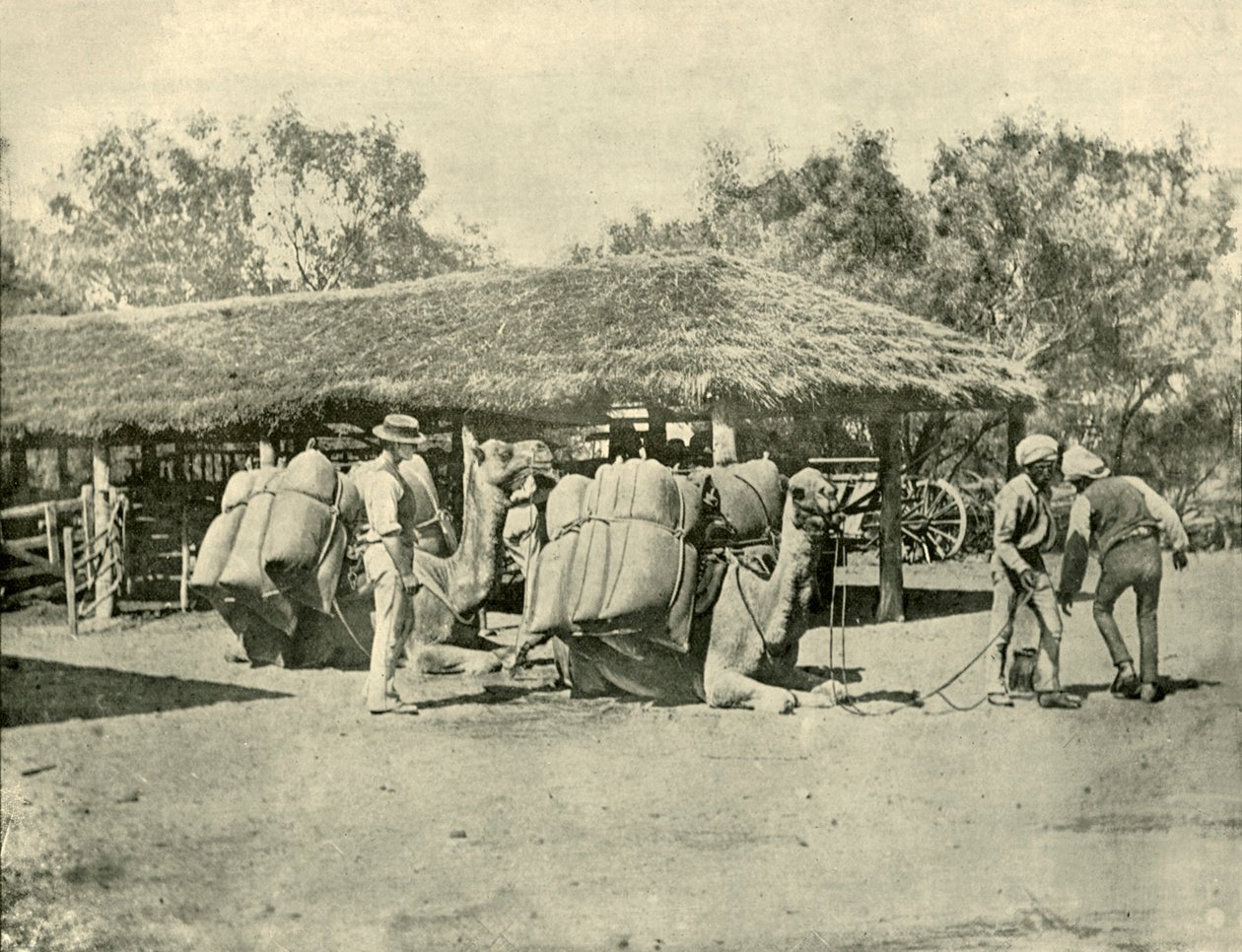 Loading Camels, Australian asemalla, 1901. tekijältä Unbekannt