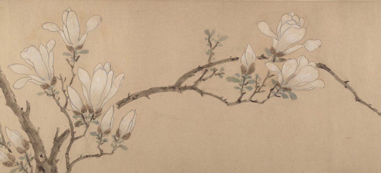 Magnolia, päivätty 1549. tekijältä Unbekannt