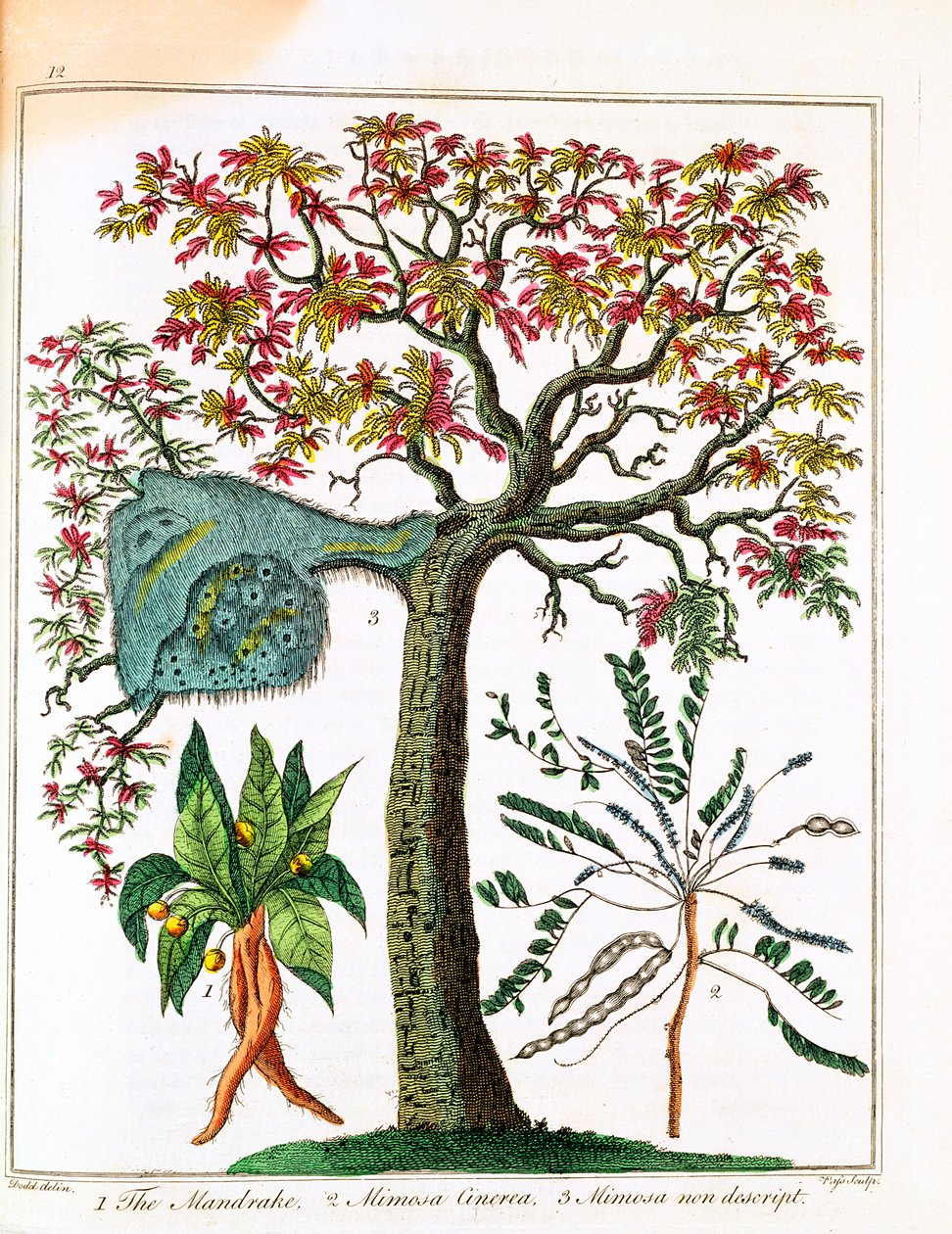 Mandrake, herkkä kasvi ja akaasia, c1795 tekijältä Unbekannt