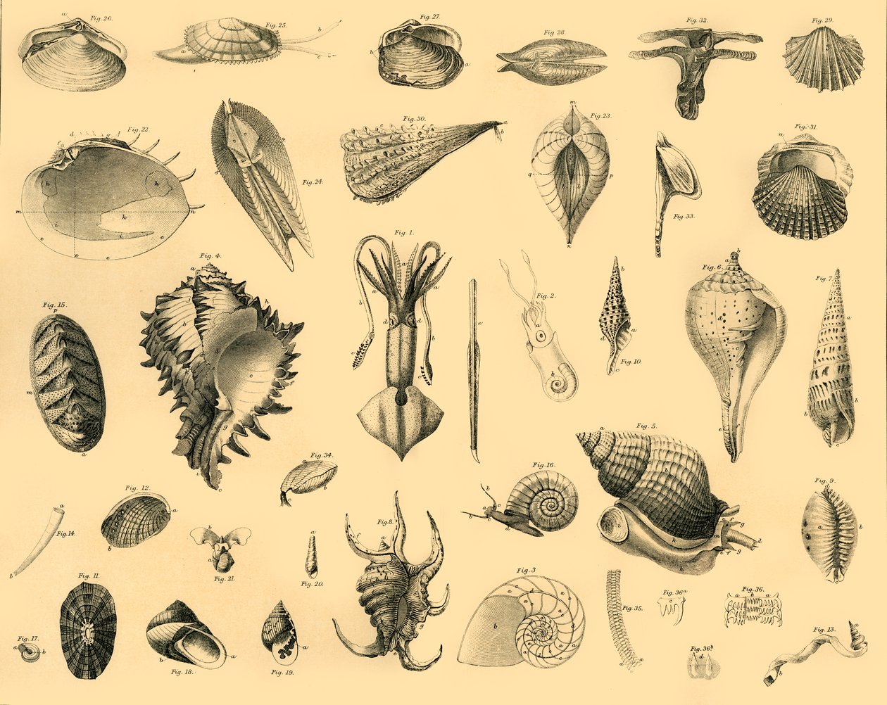 Mollusca, 1910. tekijältä Unbekannt