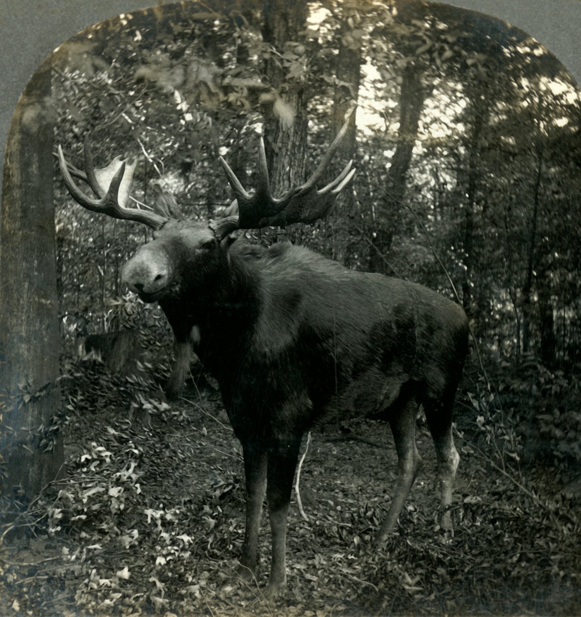 Monarch of All I Survey, 1899. tekijältä Unbekannt
