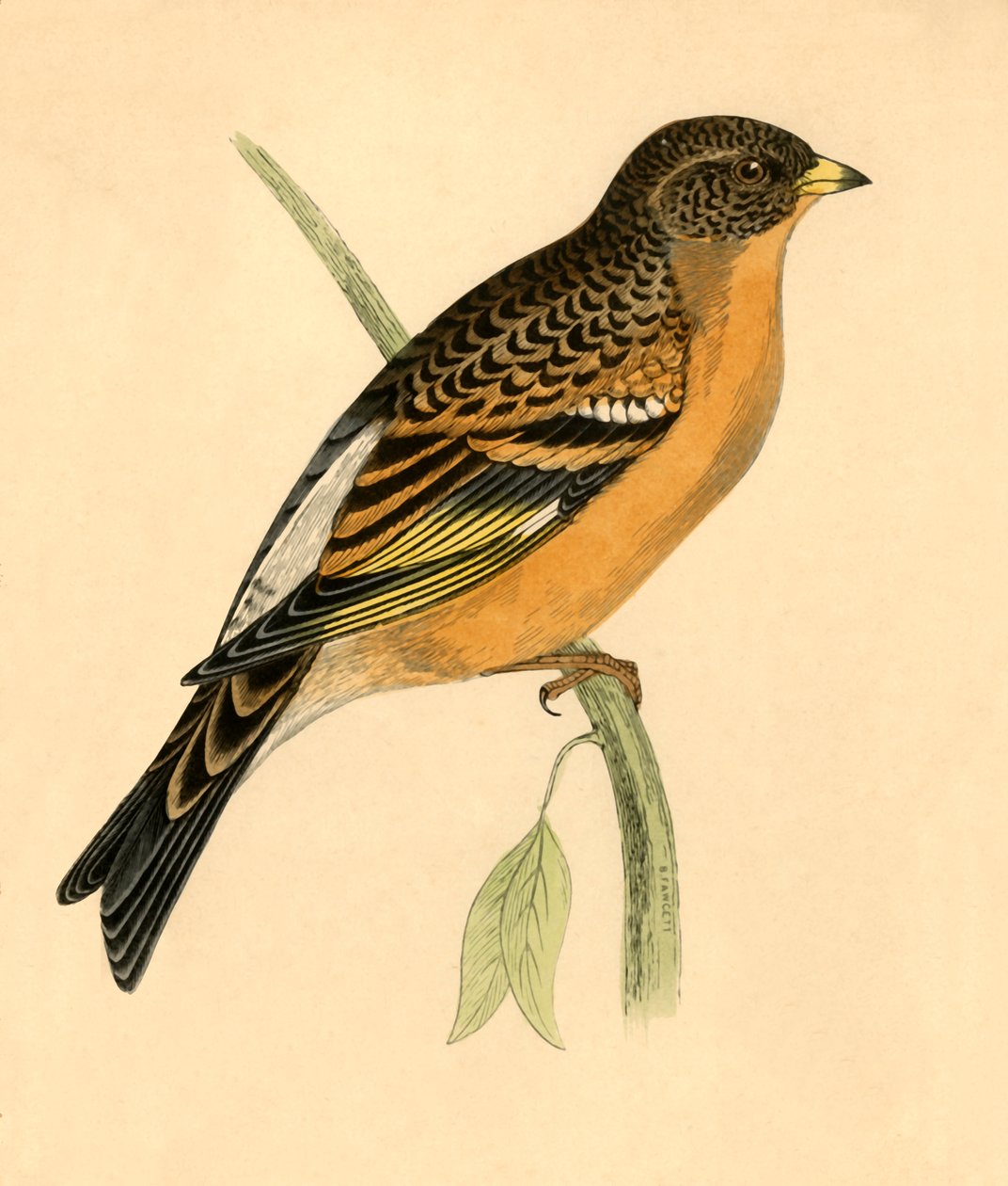 Mountain Finch, 1800-luvun loppu. tekijältä Unbekannt