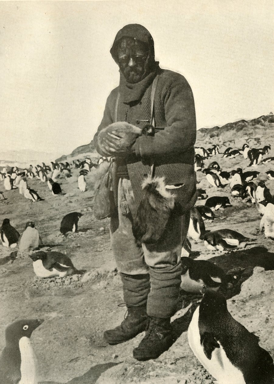 Murray Holding Young Penguins, c1908, 1909. tekijältä Unbekannt
